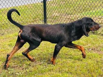 Murray (GA) -  Black And Tan Coonhound Dog for Adoption - Murray (GA) | PetCurious