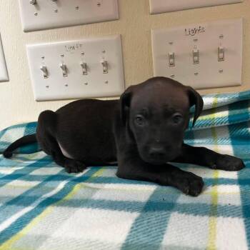 Apollo -  Terrier Dog for Adoption in Sunrise Beach, Missouri - Apollo | PetCurious