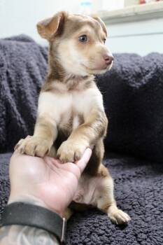 Chihuahua and Dachshund Dogs Available for Adoption - Chili | PetCurious