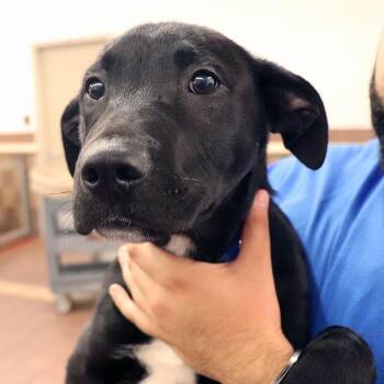 Mixed Breed Dogs Available for Adoption in Port Washington, New York - Skipper | PetCurious