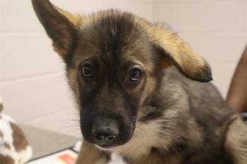 FLOWER -  Mixed Breed Dog for Adoption in Columbia, South Carolina - FLOWER | PetCurious