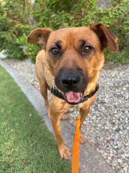 Rescue Chow Chow and Shepherd Dogs for Adoption in Phoenix, Arizona - Homie | PetCurious
