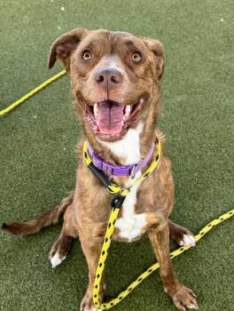 Gillian -  Border Collie Dog for Adoption in Salt Lake City, Utah - Gillian | PetCurious