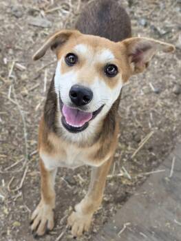 Angelica -  Terrier Dog for Adoption in Penryn, California - Angelica | PetCurious