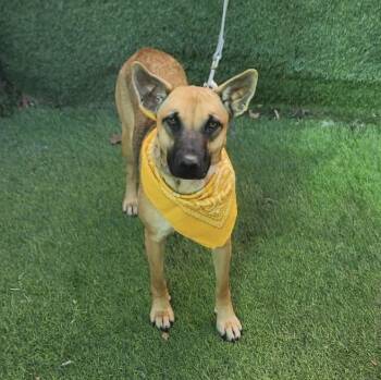 German Shepherd Dog Dogs Available for Adoption - Jordan | PetCurious