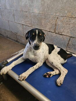 Rescue Mixed Breed Dogs for Adoption in El Centro, California - Javi | PetCurious