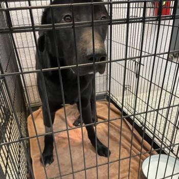 Chevy -  Shepherd and Mixed Breed Dog for Adoption in Port Charlotte, Florida - Chevy | PetCurious