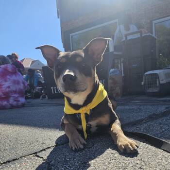 Scooter the handsome boy -  American Staffordshire Terrier and Australian Cattle Dog Blue Heeler Dog for Adoption in Muskego, Wisconsin - Scooter The Handsome Boy | PetCurious
