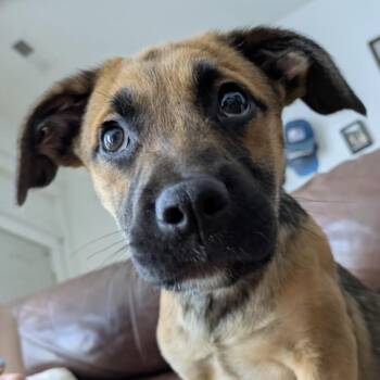 Shepherd Dogs Available for Adoption in Richmond, Virginia - Bluey | PetCurious