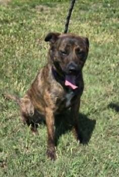 Bingo -  Shepherd and Siberian Husky Dog Available for Adoption in Larned, Kansas - Bingo | PetCurious