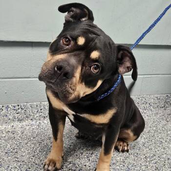 American Staffordshire Terrier Dogs Available for Adoption in Greenville, South Carolina - Lady Gaga | PetCurious