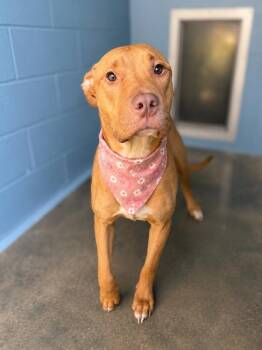 Kylie -  Labrador Retriever Dog for Adoption in Lafayette, Louisiana - Kylie | PetCurious