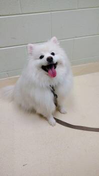 American Eskimo Dog Dogs Available for Adoption in Kalamazoo, Michigan - Tommy | PetCurious