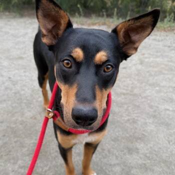 Shepherd and Cattle Dog Dogs Available for Adoption in San Diego, California - Dakota | PetCurious
