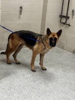 NOVA -  German Shepherd Dog and Mixed Breed Dog for Adoption in Conroe, Texas - NOVA | PetCurious