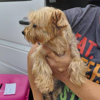 Julia 5131 -  Yorkshire Terrier Dog for Adoption in Loxahatchee Groves, Florida - Julia 5131 | PetCurious