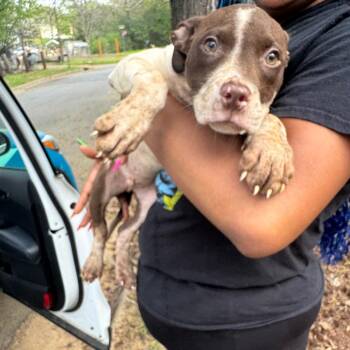 Mixed Breed Dogs Available for Adoption in Columbus, Georgia - Junior | PetCurious