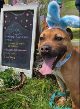 Pit Bull Terrier Dogs Available for Adoption in Clarksville, Virginia - Luca | PetCurious