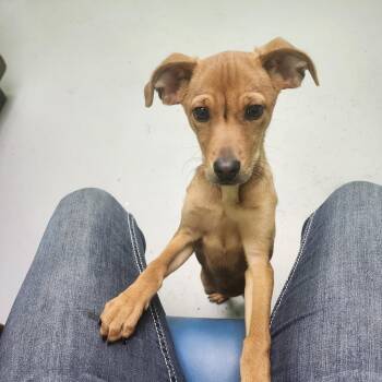 Rescue Chihuahua Dogs for Adoption in Okmulgee, Oklahoma - Shelby | PetCurious