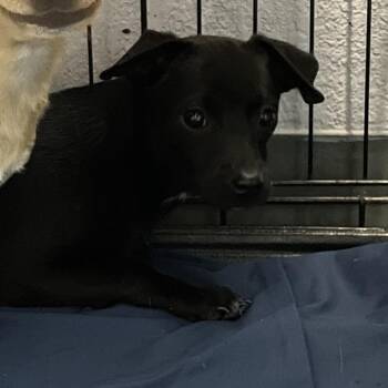 Chihuahua Dogs Available for Adoption - 0143-D26 | PetCurious