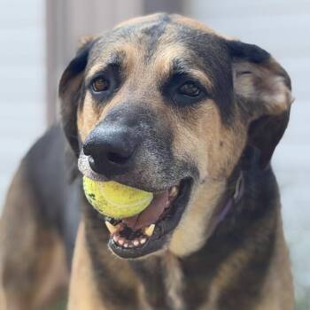 Dorothy *Avail by Appt* -  Shepherd and Mixed Breed Dog for Adoption in Kennebunk, Maine - Dorothy *Avail By Appt* | PetCurious
