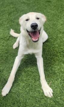 Poptart -  Labrador Retriever Dog for Adoption in Little Elm, Texas - Poptart | PetCurious
