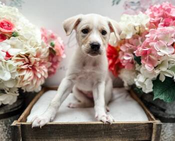 Labrador Retriever and Great Pyrenees Dogs Available for Adoption in Newberg, Oregon - Mel | PetCurious