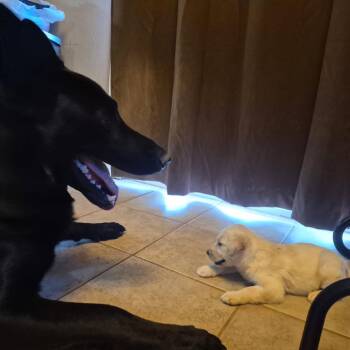 Sierra -  Labrador Retriever and Mixed Breed Dog for Adoption in Fayetteville, Arkansas - Sierra | PetCurious