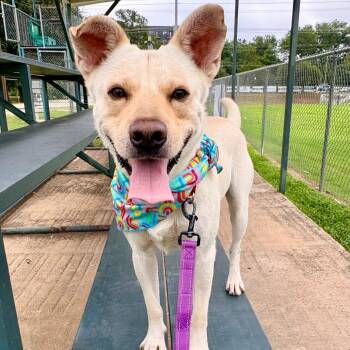 Leorio -  Yellow Labrador Retriever and Canaan Dog Dog for Adoption in Salt Lake City, Utah - Leorio | PetCurious