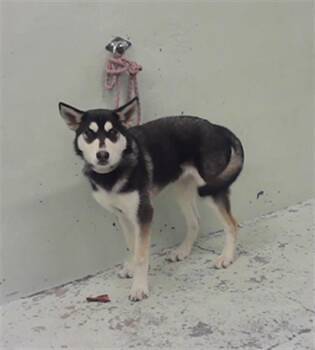 Siberian Husky Dogs Available for Adoption - MACY | PetCurious