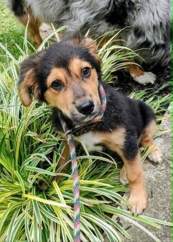 Forrest #5286 -  Australian Shepherd Dog for Adoption in Ontario, California - Forrest #5286 | PetCurious