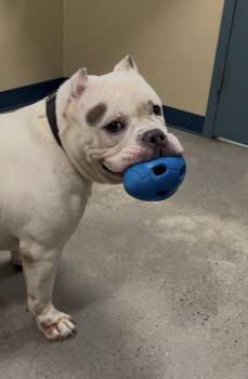 American Bully Dogs Available for Adoption - Ghost | PetCurious