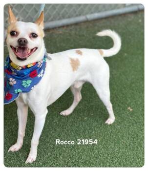 ROCCO -  Chihuahua Dog for Adoption in Marietta, Georgia - ROCCO | PetCurious