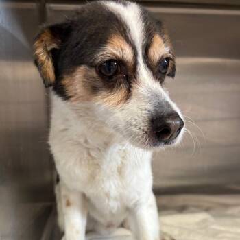 Rat Terrier Dogs Available for Adoption in Northbrook, Illinois - Sam | PetCurious