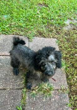 Bishop -  Poodle Dog for Adoption in Gonzales, Louisiana - Bishop | PetCurious