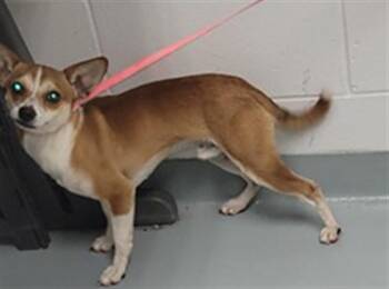 Chihuahua Dogs Available for Adoption in St. Cloud, Florida - BOWZER | PetCurious