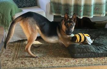 Rescue German Shepherd Dog Dogs for Adoption in Newport Beach, California - Liam | PetCurious