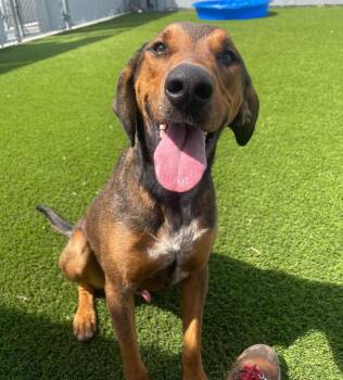 Hound and Mixed Breed Dogs Available for Adoption in Frankfort, Kentucky - Magneto | PetCurious