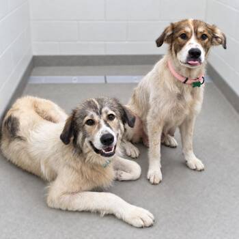Maybell & Rudy Rock -  Great Pyrenees Dog for Adoption in Roswell, Georgia - Maybell & Rudy Rock | PetCurious