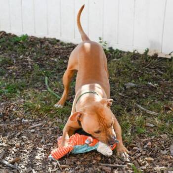 Mixed Breed Dogs Available for Adoption in Chamblee, Georgia - Scholar | PetCurious