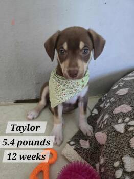Rescue Chihuahua and Labrador Retriever Dogs for Adoption in Virginia Beach, Virginia - Taylor | PetCurious
