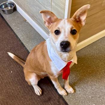 Bacon -  Jack Russell Terrier and Mixed Breed Dog for Adoption in Metamora, Michigan - Bacon | PetCurious