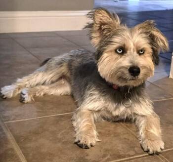 Mixed Breed Dogs Available for Adoption in Dallas, Texas - Brindi | PetCurious