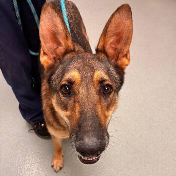Bailey Bug -  German Shepherd Dog Dog for Adoption in Abilene, Texas - Bailey Bug | PetCurious
