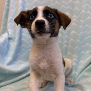 Anacapa -  Carolina Dog and Mixed Breed Dog for Adoption in Kanab, Utah - Anacapa | PetCurious