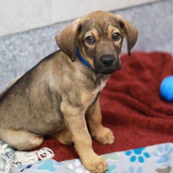 Clint -  Shepherd and Mixed Breed Dog for Adoption in Atlanta, Georgia - Clint | PetCurious