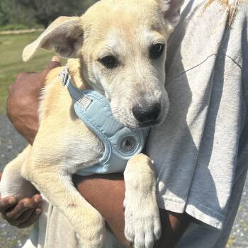 DIEGO (In New York) -  Shepherd and Labrador Retriever Dog for Adoption in New York, New York - DIEGO (In New York) | PetCurious