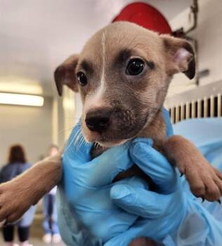 ATTICUS -  American Staffordshire Terrier Dog for Adoption in San Antonio, Texas - ATTICUS | PetCurious