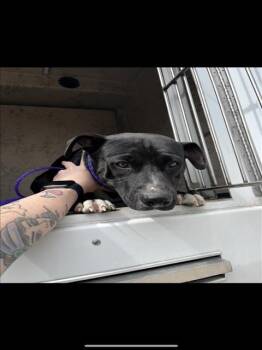 Pit Bull Terrier Dogs Available for Adoption in Killeen, Texas - BELLETTE | PetCurious