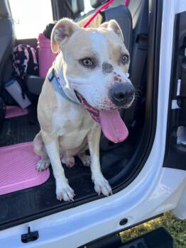 Rescue American Staffordshire Terrier and Boxer Dogs for Adoption in Rockport, Texas - Ghost Face | PetCurious
